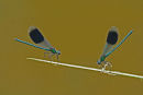Dragons and Damsels Wildlife Photography